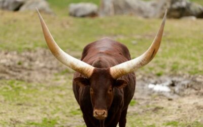 El sobreconsumo de carne, sobra