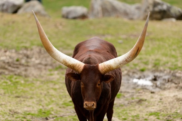 El sobreconsumo de carne, sobra